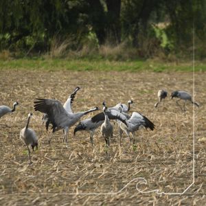 Bild 15: S02 Insel Rügen gemütliche Fewo, zentraler Lage nahe der Kreidefelsenküste