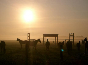 Pferdekoppel vom Gut Darss.
Reithalle (Kafka) vorhanden.