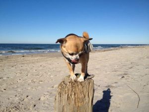Bild 1: Ostseeurlaub mit Hund - Wassergrundstück - Angeln