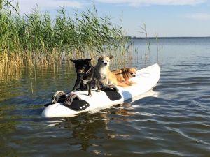 Hundeparadies der Piraten Fips, Frodo + Zoro