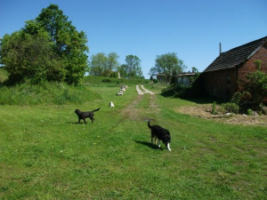 Bild 13: Ferienwohnung nähe Poseritz ohne Extrakosten für Ihren Hund