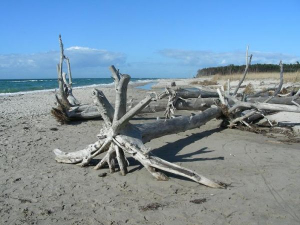 Weststrand nach einem Sturm im Herbst, Winter, Frühling