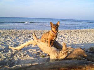 Geniesen Sie den schönen Hundestrand auf der Ostseehalbinsel Darss.