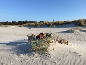 Toben am Hundestrand