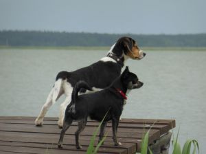 Hier müssen Hunde mit !