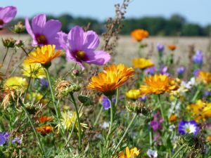 Blührandstreifen die Blührandstreifen erfreuen unser Auge und sind für die Bienen und andere Insekten sehr wichtig geworden.
