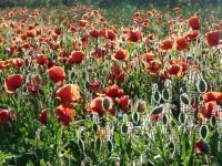 Mohnblumen im Feld Nach der Rapsblüte folgen die Monblumen und Margariten