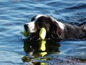 Sommervergnügen Bild 12: Böhrs Hoff Fehmarn für Ihren Urlaub mit Hund