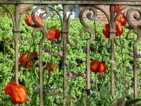 Mohn im Bauerngarten