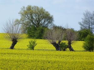 Die Rapsblüte und die Kopfweiden gehören im Frühjahr zum charakteristischen Landschaftsbild