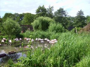 Vogelpark Niendorf muss man gesehen haben- ein wunderschön angelegter Tierpark
