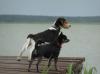 Ostseeurlaub Piratennest Darß - Hundeparadies - Wassergrundstück