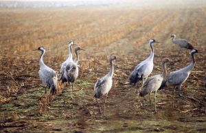 Bild 21: Ostseeurlaub Piratennest Darß - Hundeparadies - Wassergrundstück