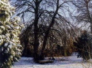 Bild 8: Ferienwohnung Rittergut - Parkblick