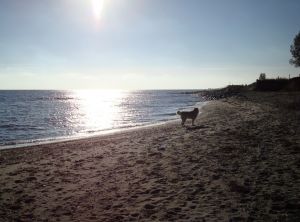 Strandspaziergang im November... ... toll nicht nur für Hunde!