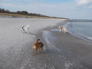 Bild 8: Pension Siegert Whg. 3 im Kranichdorf Bresewitz