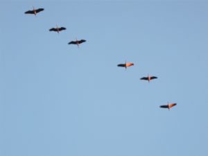 Bild 9: Pension Siegert Whg. 2 im Kranichdorf Bresewitz