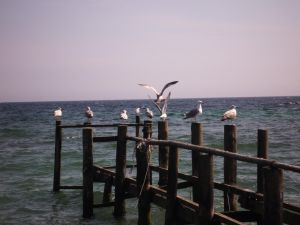 Blick auf die Ostsee