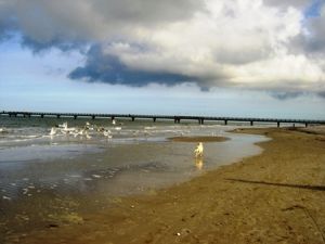 Die Möven am Strand müssen weg.