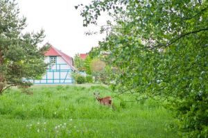 Selbst in der Ferienanlage ist die Natur ganz nah.