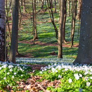 Bild 19: B49 Urlaub auf Rügen mit dem Ostseestrand fast vor der Haustür, 2 SZ