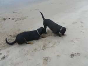 da muss doch was zu finden sein...
Hundevergnügen unserer Vierbeiner