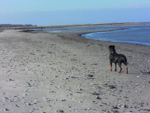 Unsere Nelly auf dem Weg zum Hundestrand