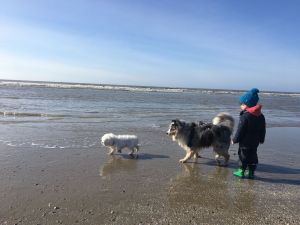 Ein Paradies für Hunde