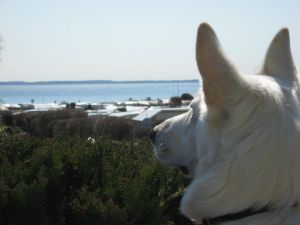 Hier steht unser "Wuffi" mit den Vorderpfoten auf einem Stuhl und genießt auch den Ausblick.