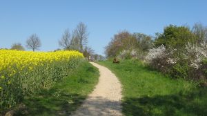 Der Weg zum Hundestrand führt über die Steilküste und ist schon für sich sehr schön. Zum Strand kommen sie direkt flach, da die Steilküste hier wellenförmig verläuft und nicht besonders hoch ist.