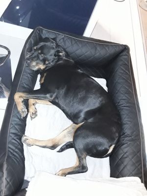 für große und kleine Schnuffies geeignet.
Material: pflegeleichtes Kunstleder