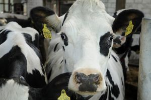Bild 15: Ferienwohnung Sonne auf dem Bauernhof