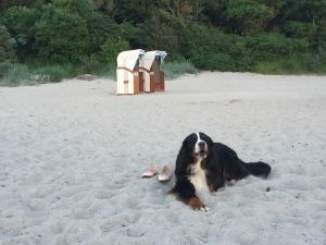 Bild 11: Dänisches Ferienhaus am Naturstrand mit Kamin & Sauna***Hunde willkommen***