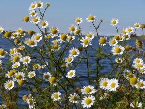 einfach Sommer