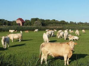 Bild 10: Landhaus am Teich - Ferienwohnung rot - Saaler Bodden - Ostsee