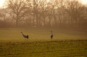 Vom Ferienhäuschen aus können viele Wildtiere beobachtet werden, bspw. befindet sich das Kranichpaar fast ganzjährig am Haus.