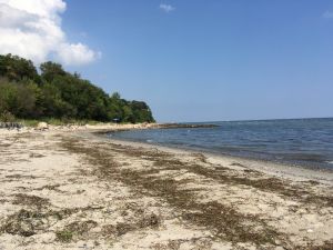 Auch zur Hauptsaison kann man ungestört am Strand sein. Die Lübecker-Bucht hat viele zauberhafte Wildstrände mit glasklarem Wasser. Bild vom August 2022.