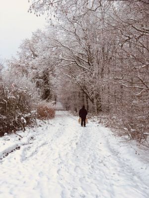 Waldweg am Haus Bild 23: Urlaub mit Hund-Ostseenähe-eingezäunter Garten