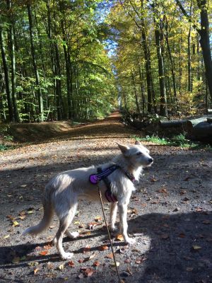 Waldwege befindet sich direkt am Ferienhaus, in dem ungestört spazieren gegangen werden kann.