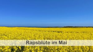Rapsblütenzeit Die Rapsblüte im Mai ist wirklich unvergesslich. Die leuchtend gelben Felder ziehen jedes Jahr zahlreiche Besucher an und bieten eine wunderschöne Kulisse für Spaziergänge oder Fahrradtouren.