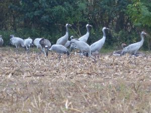 Bild 16: Eingezäuntes Ferienhaus Nora