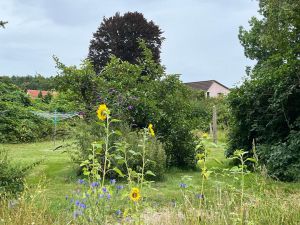 Das Bild zeigt den Wäscheplatz im großen Garten der Alten Bäckerei in Sehlen auf Rügen.